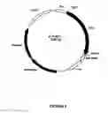 Fig. 07 - Synthetic genes and genetic constructs