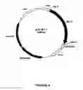 Fig. 09 - Synthetic genes and genetic constructs
