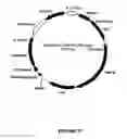 Fig. 28 - Synthetic genes and genetic constructs