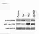 Fig. 07 - METHODS OF MODULATING CELL REGULATION BY INHIBITING P53