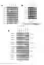 Fig. 06 - Reprogramming T cells and hematopoietic cells