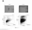 Fig. 09 - Reprogramming T cells and hematopoietic cells