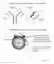Fig. 02 - Methods and compositions of nucleic acid ligands for detection of clinical analytes related to human health