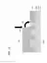 Fig. 13 - Formation of wells utilizing masks in manufacturing semiconductor device