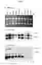 Fig. 10 - Method and Composition for Cancer Diagnosis and Treatment