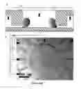 Fig. 02 - CELL HANDLING, ELECTROPORATION AND ELECTROFUSION IN MICROFLUIDIC SYSTEMS