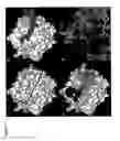 Fig. 12 - METHOD OF MODIFYING SERINE PROTEASE INHIBITORS