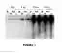 Fig. 02 - Compounds for preventing or treating viral infections and methods of use thereof