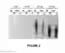 Fig. 03 - Compounds for preventing or treating viral infections and methods of use thereof