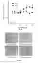 Fig. 17 - Methods and compositions for treating degenerative and ischemic disorders