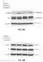 Fig. 29 - Methods and compositions for treating degenerative and ischemic disorders