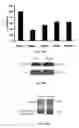 Fig. 30 - Methods and compositions for treating degenerative and ischemic disorders