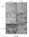 Fig. 07 - HYBRID INTERFERING RNA