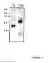 Fig. 08 - Integrin Heterodimer And A Subunit Thereof