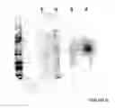 Fig. 22 - Integrin Heterodimer And A Subunit Thereof