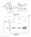 Fig. 02 - Assessing autonomic activity using baroreflex analysis