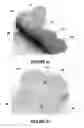Fig. 02 - Anatomically engineered configured article