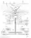 Fig. 01 - STRUCTURES FOR OCCLUDING THE UTERINE ARTERY