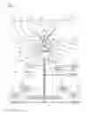 Fig. 02 - STRUCTURES FOR OCCLUDING THE UTERINE ARTERY
