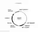 Fig. 293 - Transcription factors