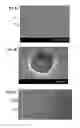 Fig. 07 - Atomic force microscope manipulation of living cells