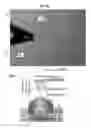 Fig. 08 - Atomic force microscope manipulation of living cells