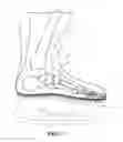 Fig. 03 - FOOTBED FOR A SKATE BOOT
