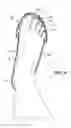 Fig. 06 - FOOTBED FOR A SKATE BOOT