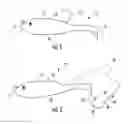 Fig. 02 - Chambered leader lure