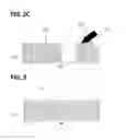 Fig. 04 - INTAGLIO PRINTING PLATE INCLUDING SUPPLEMENTARY PATTERN AND METHOD FOR FABRICATING THE SAME