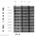 Fig. 13 - Proton concentration topographies, methods and devices for producing the same