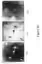 Fig. 43 - System and method for detecting and visualizing ignitable liquid residues using hyperspectral imaging