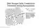 Fig. 01 - NANOPARTICLES USEFUL FOR BIOMOLECULE STORAGE