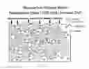 Fig. 02 - NANOPARTICLES USEFUL FOR BIOMOLECULE STORAGE