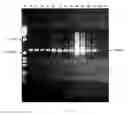 Fig. 09 - NANOPARTICLES USEFUL FOR BIOMOLECULE STORAGE