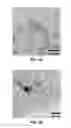 Fig. 07 - Synthesis of multinary chalcogenide nanoparticles comprising Cu, Zn, Sn, S, and Se