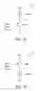 Fig. 06 - Processing system compensating DC offset and gain error