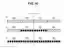 Fig. 11 - STEROSCOPIC IMAGE DISPLAY