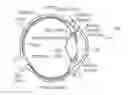 Fig. 01 - Optical coherence imaging systems having a mechanism for shifting focus and scanning modality