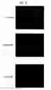 Fig. 11 - Projection Display Apparatus