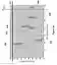 Fig. 06 - Two-dimensional optical imaging methods and systems for particle detection