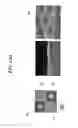 Fig. 12 - Method for fabricating micro-lens, and micro-lens array including the micro-lens