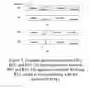 Fig. 07 - Inter-cell interference coordination of multiple transmission ranks