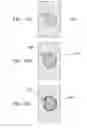 Fig. 29 - Endoscope apparatus and method of measuring object