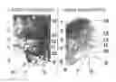 Fig. 01 - Striped pattern image examination support device, striped pattern image examination support method and program