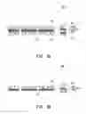 Fig. 03 - Solid reactant sheet, solid reactant stack, and fuel cartridge