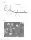 Fig. 04 - Process for production of spheroidized boron nitride