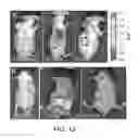 Fig. 10 - Antibodies and methods of use thereof