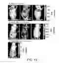 Fig. 11 - Antibodies and methods of use thereof
