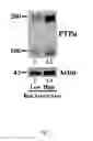 Fig. 02 - Compositions and methods for treating cancer